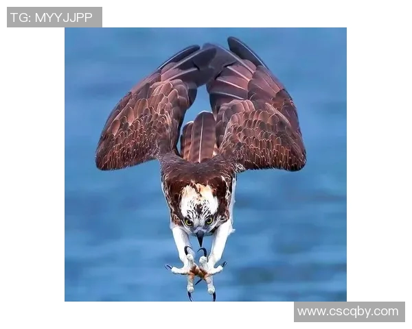 足球明星独特技巧揭秘助力球场表现提升的秘密武器